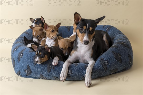 Basenji or Congo Terrier (Canis lupus familiaris)