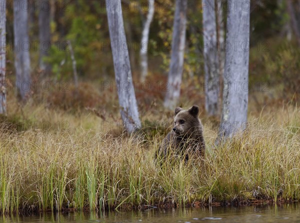 Brown bear (Ursus arctos)