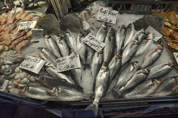 Fresh sea bass (Atractoscion nobilis) on ice