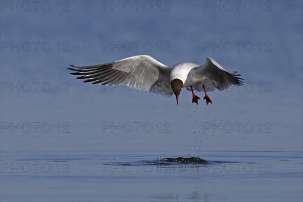 Black-headed Gull (Chroicocephalus ridibundus)