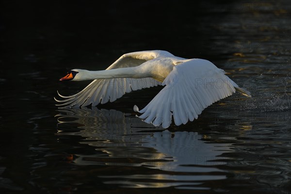 Mute swan (Cygnus olor)