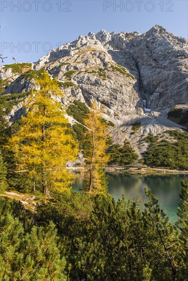 Yellow larches in autumn colouring at Seebensee