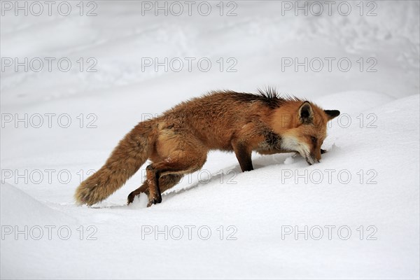 American red fox