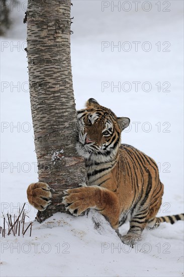 Siberian tiger (Panthera tigris altaica)