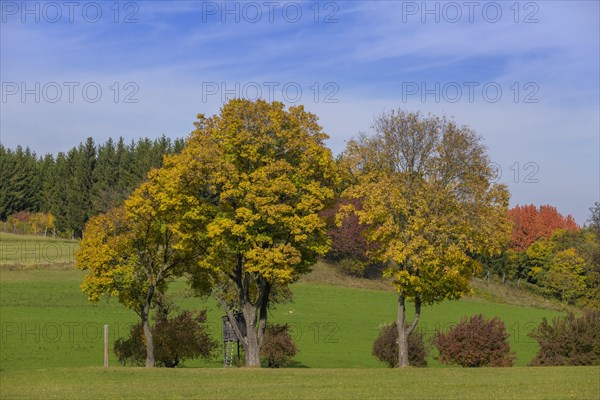 Autumn colored trees and hunter's stand