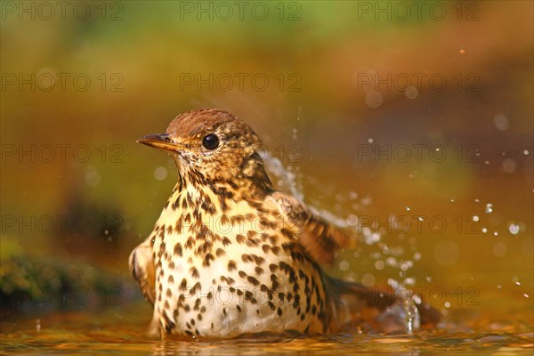 Song thrush (Turdus philomelos) bathes in shallow water