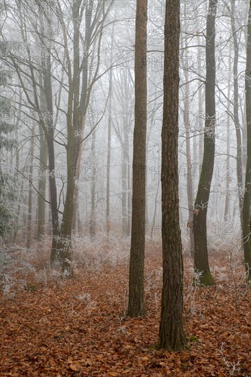 Mixed forest with hoarfrost in fog