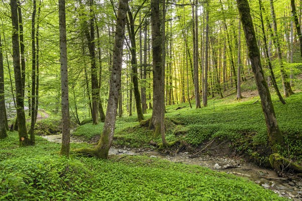 Ramsons (Allium ursinum) in the forest