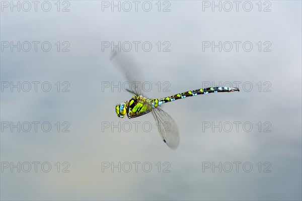 Southern Hawker (Aeshna cyanea)