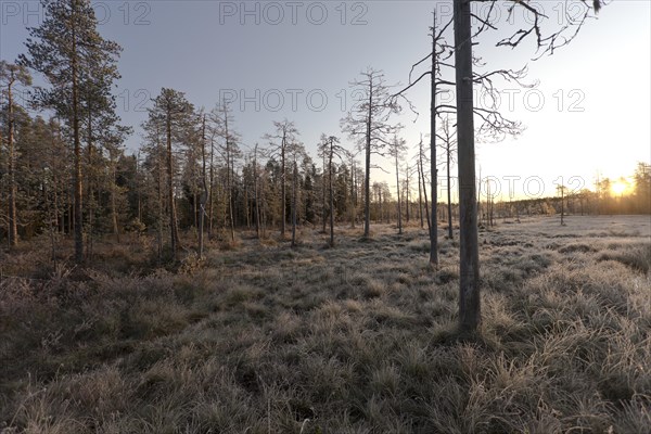 Sunrise in the autumnal Finnish taiga