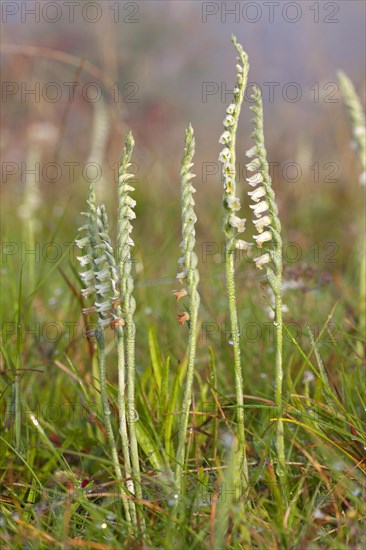Autumn lady's-tresses (Spiranthes spiralis) on grassland