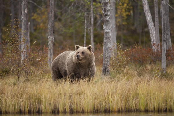 Brown bear (Ursus arctos)