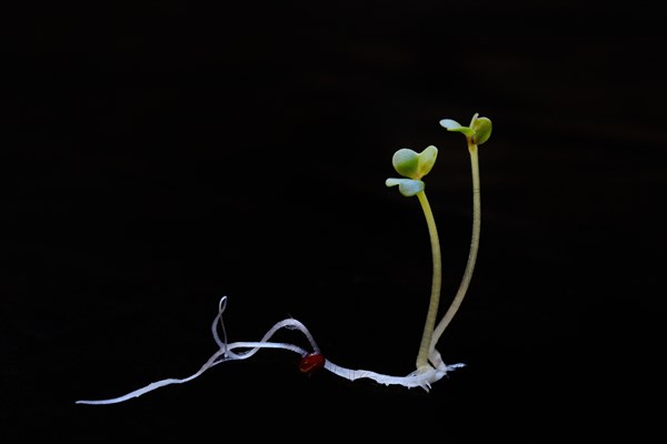 Broccoli shoot