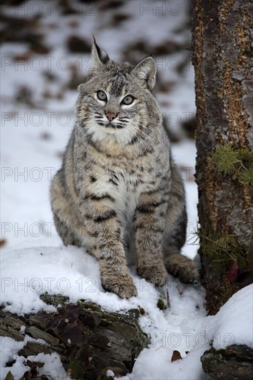 Bobcat (Lynx rufus)