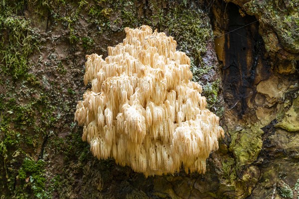 Hericium flagellum (Hericium flagellum) to European silver fir (Abies alba)