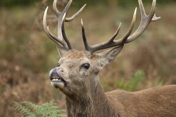 Red deer (Cervus elaphus) adult stag performing the flehmen response