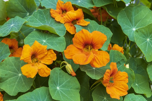 Orange flowering nasturtium (Tropaeolum majus)