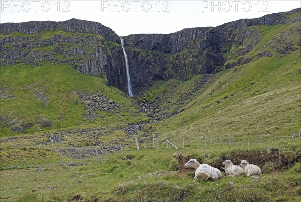 Ewe with two lambs