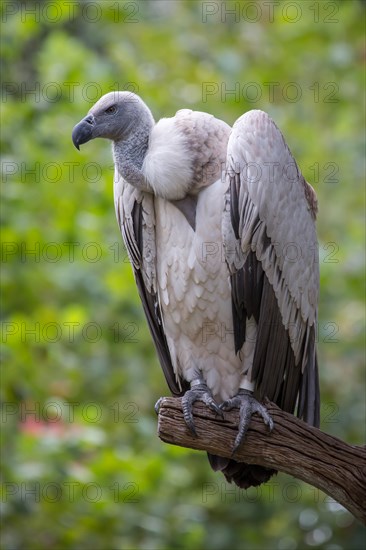 Cape griffon or (Gyps coprotheres) sitting on branch