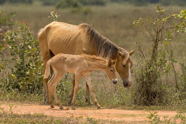 Mare with foal