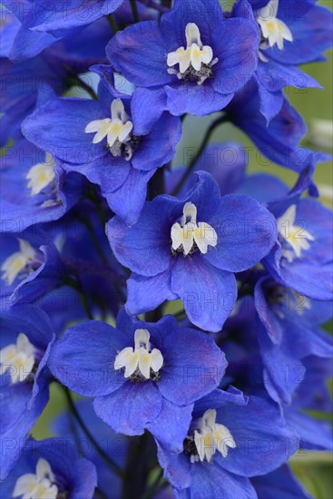 Larkspur