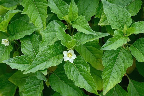 Physalis (Physalis peruviana)