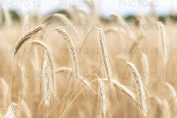 Ears of corn