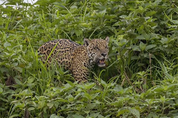 Jaguar (Panthera Onca)