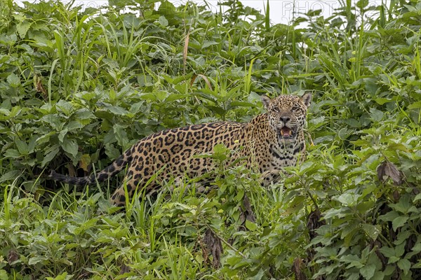 Jaguar (Panthera Onca)