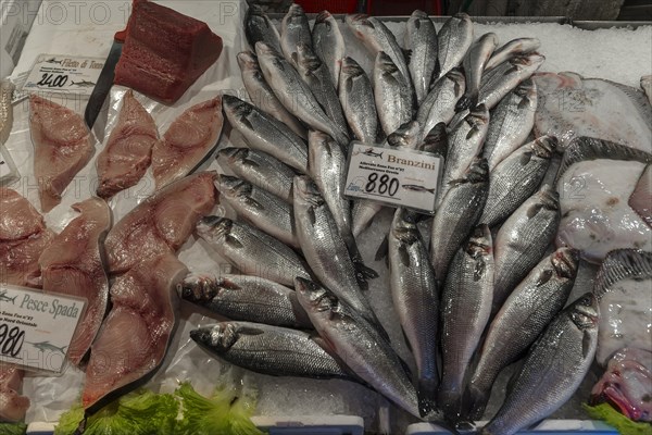 Fresh Temperate basses (Moronidae) and Swordfish (Xiphias gladius) on ice