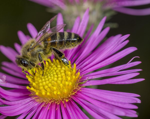 Honey bee (Apis mellifera) on Asterflower (Aster)