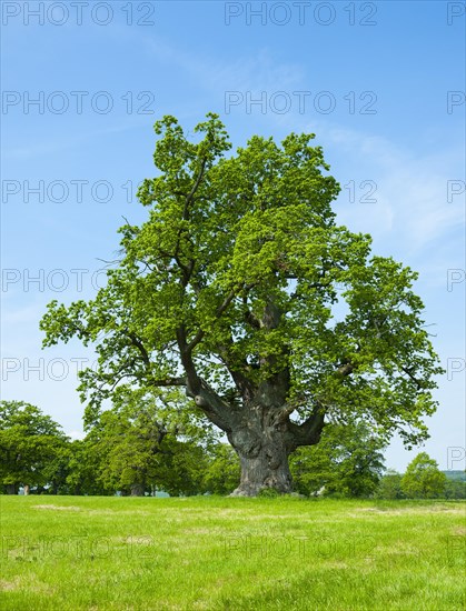 English oak (Quercus robur)