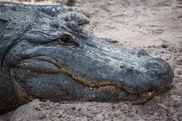 American alligator (Alligator mississippiensis) located in sand