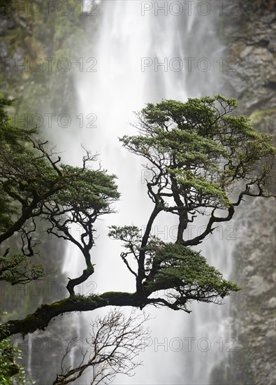 Branch of a tree in front of waterfall