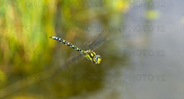 Southern Hawker (Aeshna cyanea)