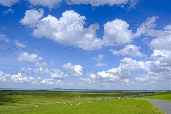 Sheep at North Sea dike with salt marshes