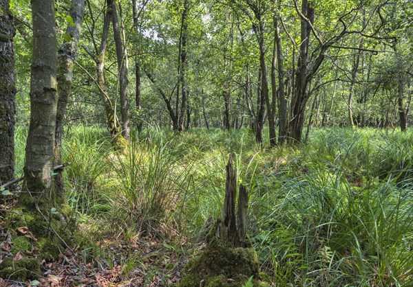 Summer floodplain forest with Greater Tussock Sedge (Carex paniculata) and Black alder (Alnus glutinosa)