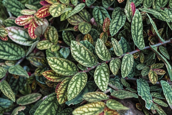 Green and purple patterned leaves