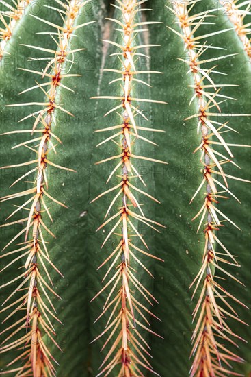 Golden Barrel Cactus or (Echinocactus grusonii)