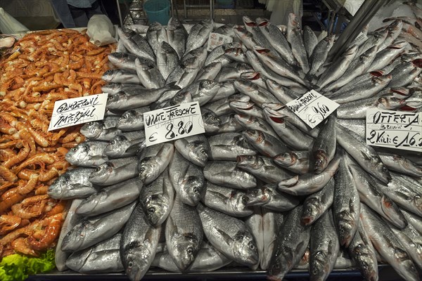 Fresh Common bream (Abramis brama)