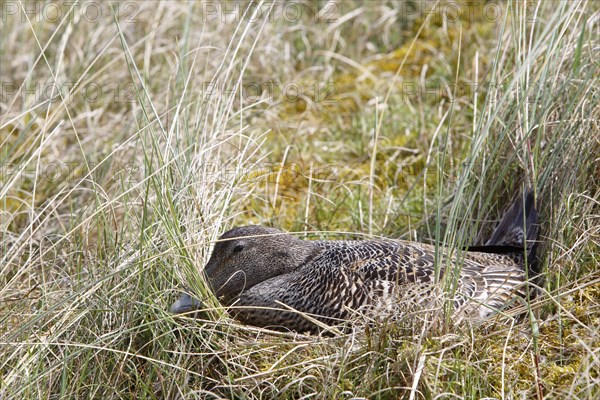 Common eider (Somateria mollissima)