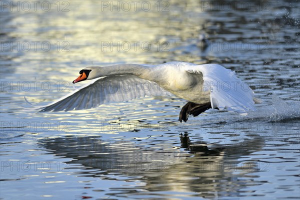 Mute swan (Cygnus olor)