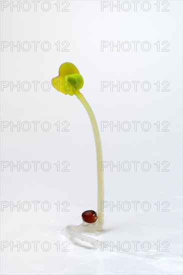 Broccoli shoot