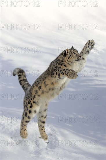 Snow leopard