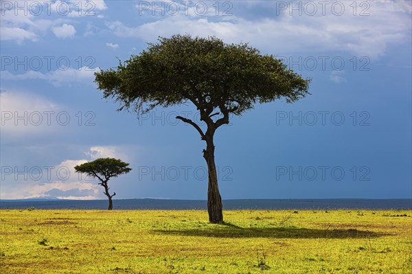 Umbrella acacia (Mimosoideae)