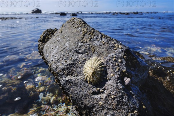 Limpet (Patellidae) on stone in surf zone