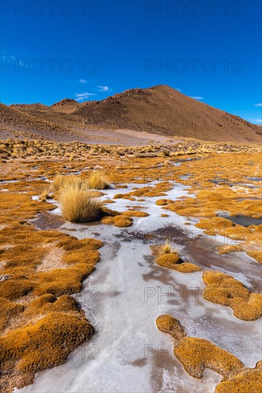 Peruvian feathergrass landscape with feather grass (jarava ichu)