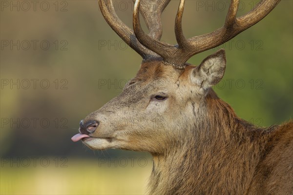 Red deer (Cervus elaphus) adult stag sticking its tongue out