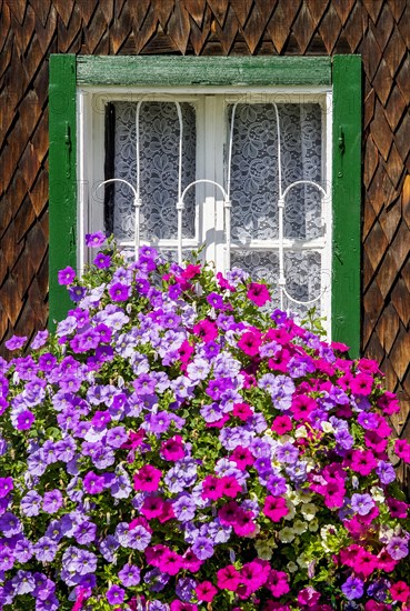 Purple and pink Surfinia (Petunia Surfinia)