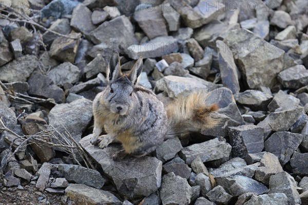 Mountain viscacha or (Lagidium)